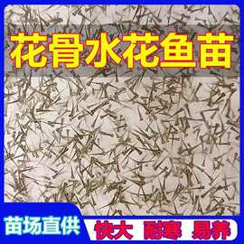 稻田鳝鱼苗长尾鱼苗黄鳝水花野生鳝盘龙易活鱼中国黄鳝大耐寒其他