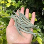 青角贝 天然海螺贝壳 收藏标本儿童科普 家具造景装饰角螺海螺