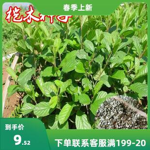 ��ľ���Ϙ�ľ�N�� ��ľ�� ˮ���L ����N�� ˮ���Ϻ����ϷN��