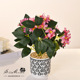 2494043   Begonia flower small bonsai (plastic flower pot)