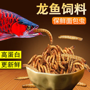 ���~��Ͻ����t���y�������xѪ�W�^�~ʳ�_�h�Ꭷ�~�������x