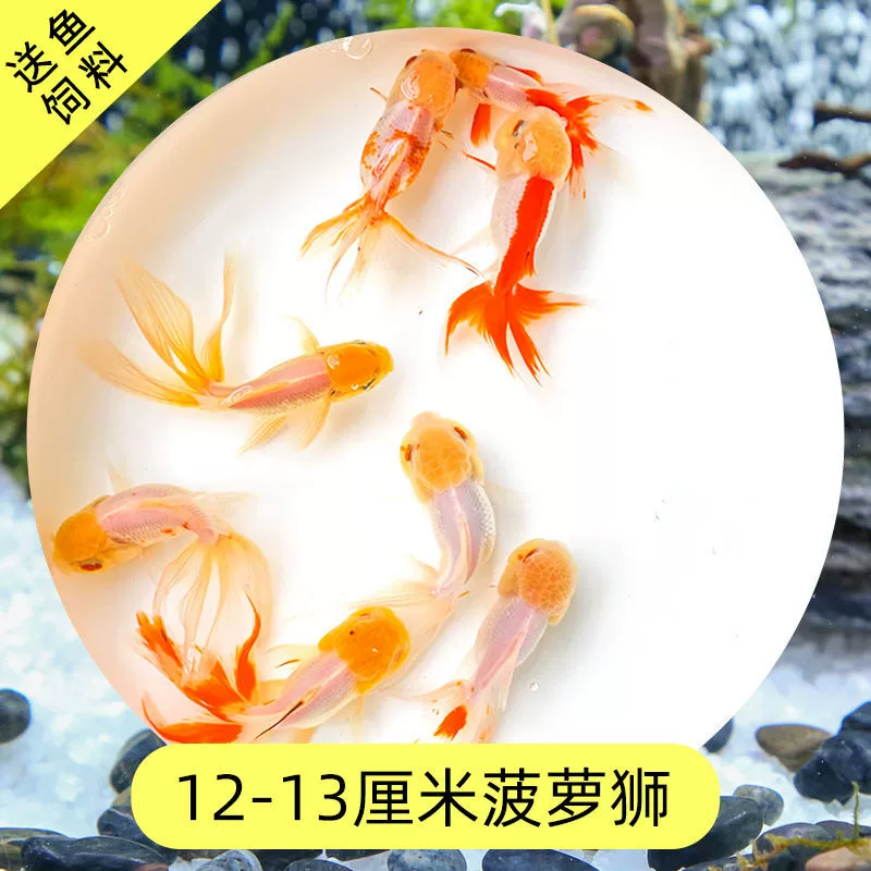 Read the galloping taboo 彂鍏 娲 娲 board