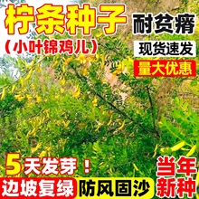 抗寒柠条种子多年生小叶锦鸡儿种子护坡固土荒山复绿工程灌木草籽