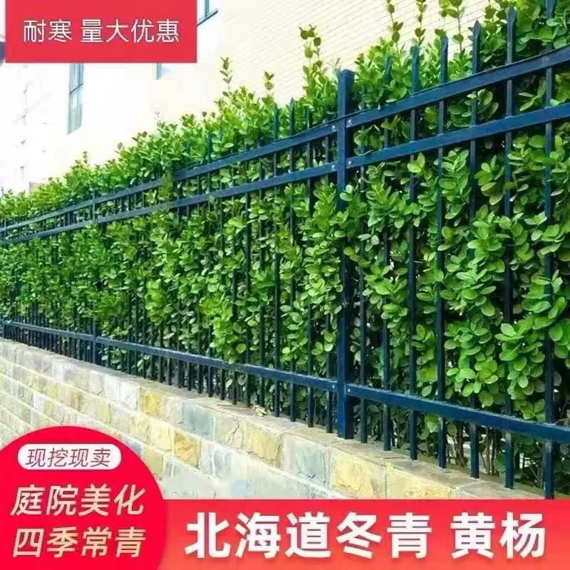 大叶北海道冬青黄杨树苗围墙篱笆植物四季常青庭院绿篱笆围栏庭院