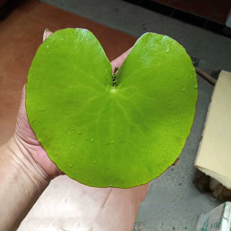 Золото и серебро Лист лотоса Лотос многолетние водные травянистые растения питомник оптом большое количество отличная цена