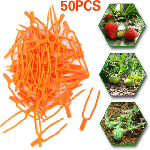 50���b�����o�̶��Aֲ����� ��ݮ��ֲ�� ���϶�ֲ��