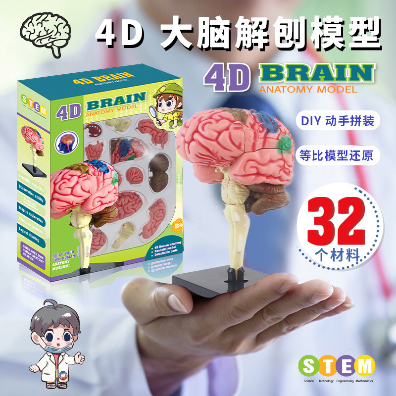 早教4D人体器官骨骼模型套装科教中小学生DIY组装科学益智玩具