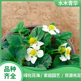 宿根花卉;灌木;盆栽