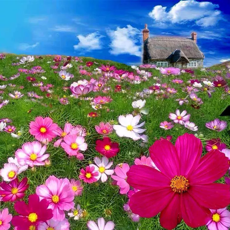 Семена Космоса, семена цветов Гесанг, цветение в любое время года, семена цветов, которые легко выращивать, комбинированные семена полевых цветов для двора и улицы.