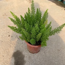 �������l��β���T���Gֲ���Ԉ@�־G�����������G���^�~���Ծ�β��