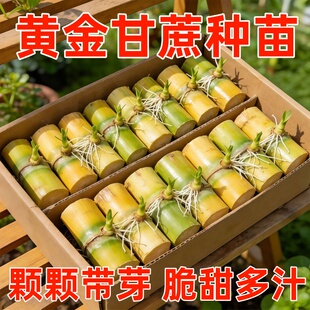 �S��������N���������ڏV���SƤ������N��Ƥ����N���ϱ����N