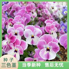 ��ɫ���N��؈Ę���N�� �ͺ��̨���Ի��������쾰�͸ߜؑ����׷N