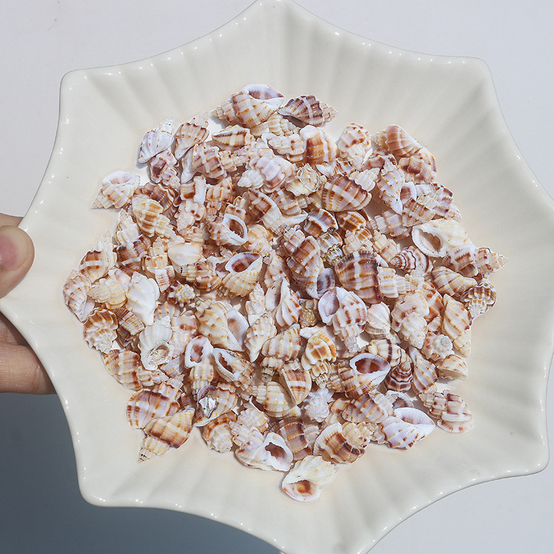 Concha Daquan natural con cera de pescado, materiales decorativos mediterráneos DIY al por mayor