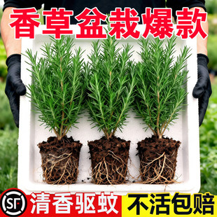 �Ե������Կ�ʳ��������ֲ����籡��ˮ�໨�ܾGֲ���̨��ţ��