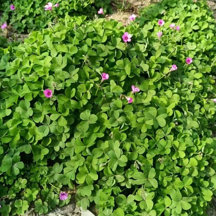 Японская кровавая трава, красочное многолетнее растение, кластерная кровавая трава, ландшафтная трава, кровавая трава, зеленые цветы