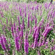室外千屈菜花種籽 四季開花紫色花卉花種子 吸收能力強千屈菜種子