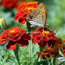 ��ȸ�ݷN��С�f�۾ջ��N���͟��ͺ��ļ����N�̨���@���ԷN�ѬF؛