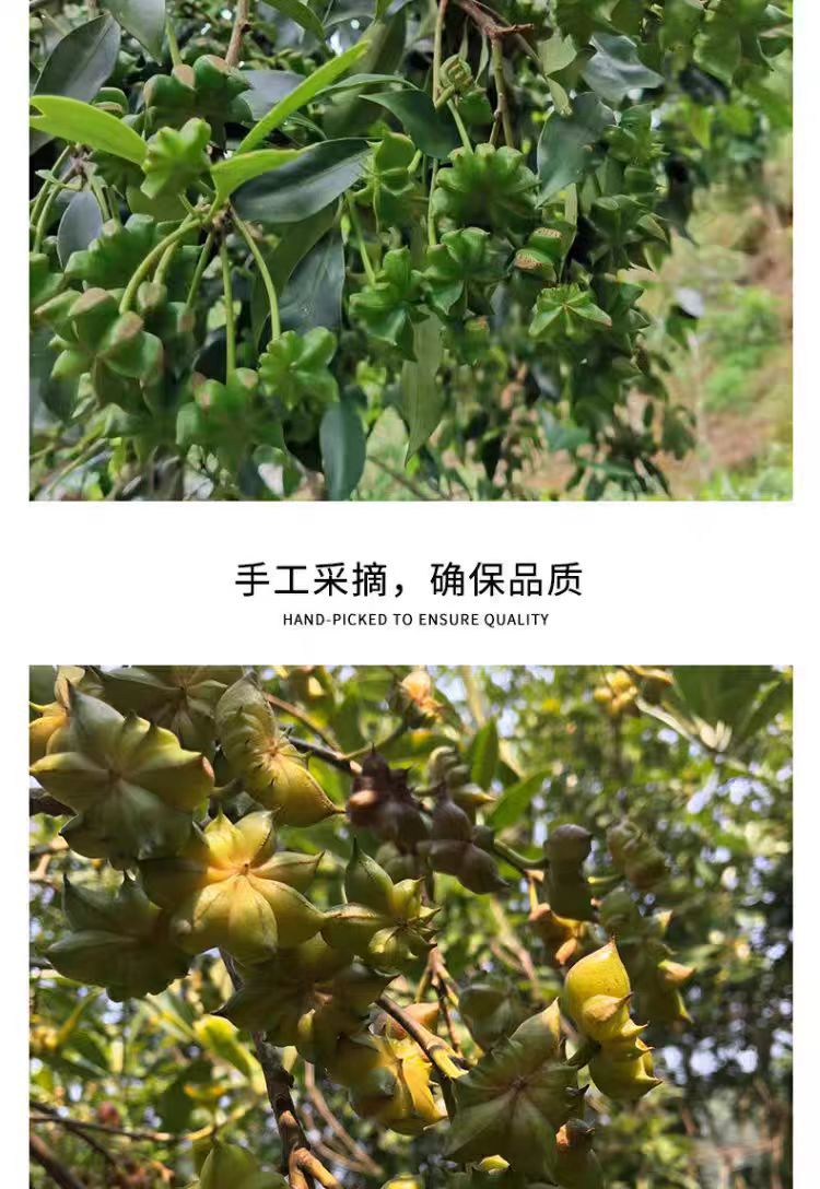 Star Anise (Illicium verum) — Whole Dried Ba Jiao Food-Herb Spice, 500g quality and texture