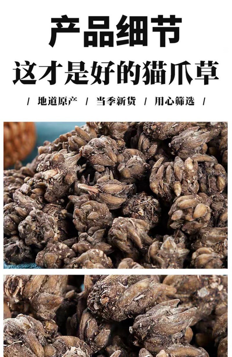 Mao Zhua Cao (Ranunculus ternatus) — Dried Cat's Claw Herb, 500g Clean Sulfur-Free in use