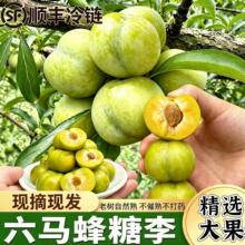 贵州镇宁六马蜂糖李 冷链整车配货商超团购货源 新鲜采摘应季水果