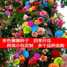 NޱNļ_BֲNذͥԺ̨ܷN