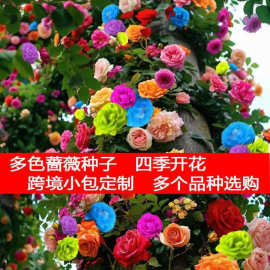 爬藤蔷薇花种子四季开花好养爬藤植物种籽重瓣庭院阳台花卉种子