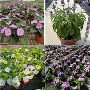 �M���P�ɻ� �׃ȁ��P�� �{����β�� ���� ������ͥԺ�Gֲ����