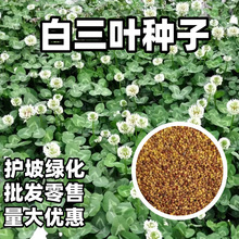 白三叶种子红三叶三叶草草籽四季常青幸运草护坡绿化庭院果园绿肥