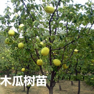 ľ�Ϻ��������l�G����ľ ľ�Ϲ����� ��Ʒ�N ������ľ���繤����