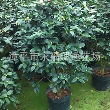 ͥԺ�Gֲһ�׶�ߵ����Ժ������� ǧ����軨 ����軨 ��ˮ�軨