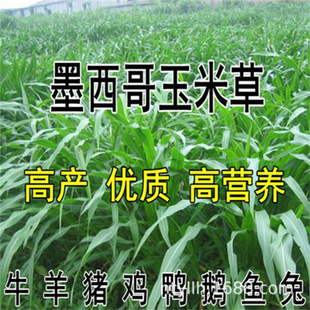 Mexican Corn Grass Seeds, Sweet Sorghum, Sudanese Sweet Elephant, Large Grass Breeding in the North and South, Large-Leaf Pasture for Many Years and All Year Round