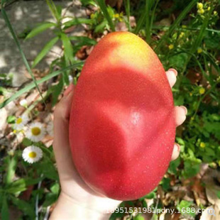 �V��С̨�râ�������ش���F��â�ļ�â���â�����簫������Y��