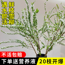 雪柳鲜枝干枝水养带花苞插花水培绿植鲜花卉室内盆栽龙柳四季易活