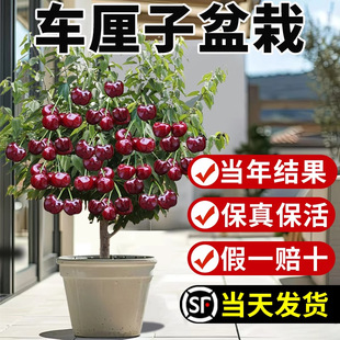 Cherry Seedling Potted Indoor Living Room Dwarf Cherry Fruit Seedling Black Pearl Courtyard Green Planting South and North Planting