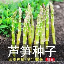 芦笋种子蔬菜之王四季种植绿芦笋种籽抗热耐寒高营养蔬菜种子新鲜
