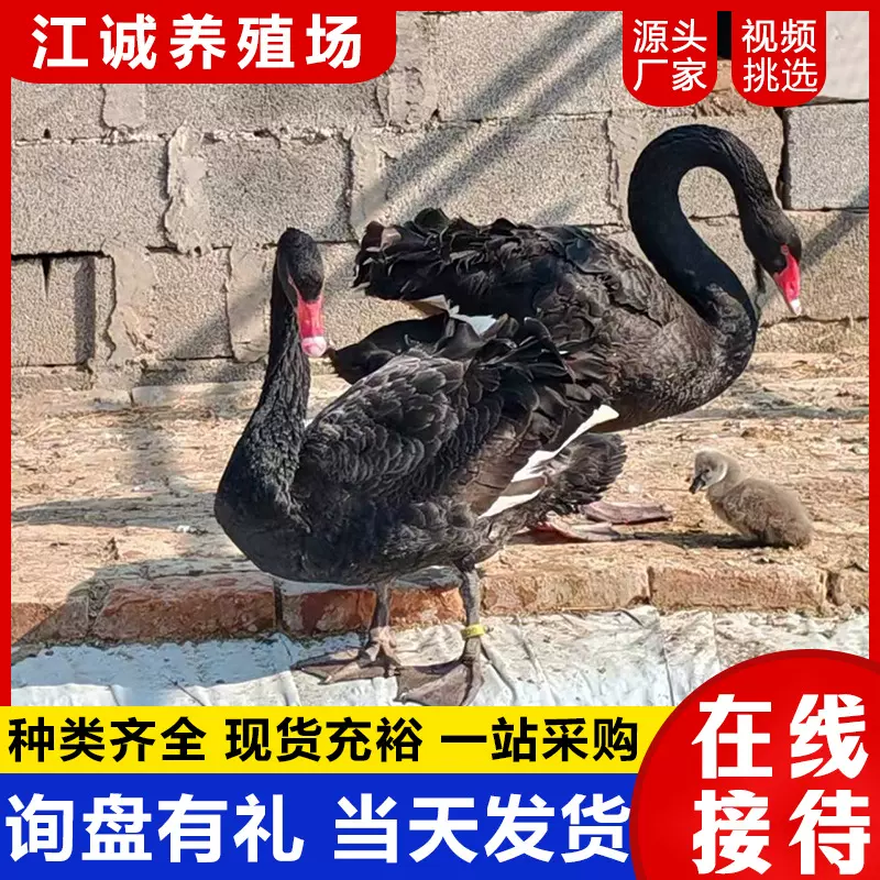 出售租赁景区园林观赏黑天鹅 刚脱温黑天鹅活体价格 黑天鹅幼苗