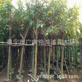 �V�|����ȫ���u�ڴ�ͩ�L�����е����ľ��ľ���̘��羰�^���ֲ��