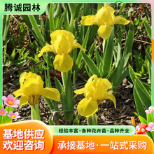 多色鸢尾花苗宿根草花德国黄花鸢尾多年生蓝花燕尾兰庭院道路绿化
