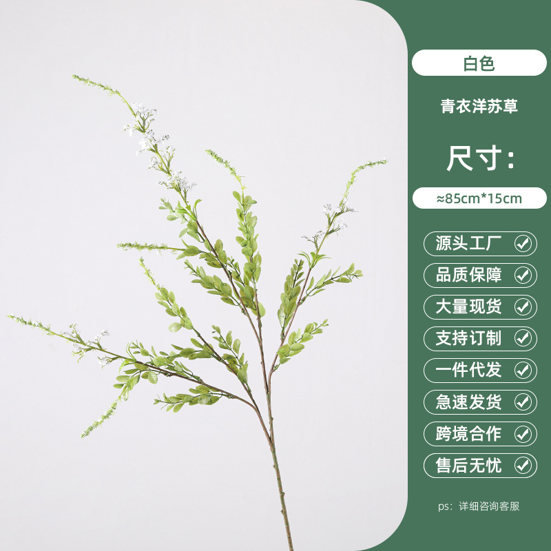 청의 양귀비 - 화이트