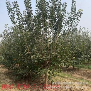 Cotinus Saplings Engineering Greening Seedlings Nursery Cotinus Courtyard Greening Seedlings Complete Specifications