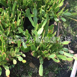 ����18������ ���¼tзצ�m צ�m�����a��