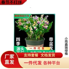 一件代发玲兰植物四季开花带芽铃兰花根净化空气浓香型铃兰盆栽花