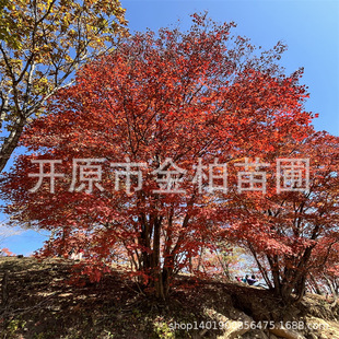 �ͺ�����������l�����ŽǗ�ͥ�a��@����ϻ���С��ŽǗ��е���