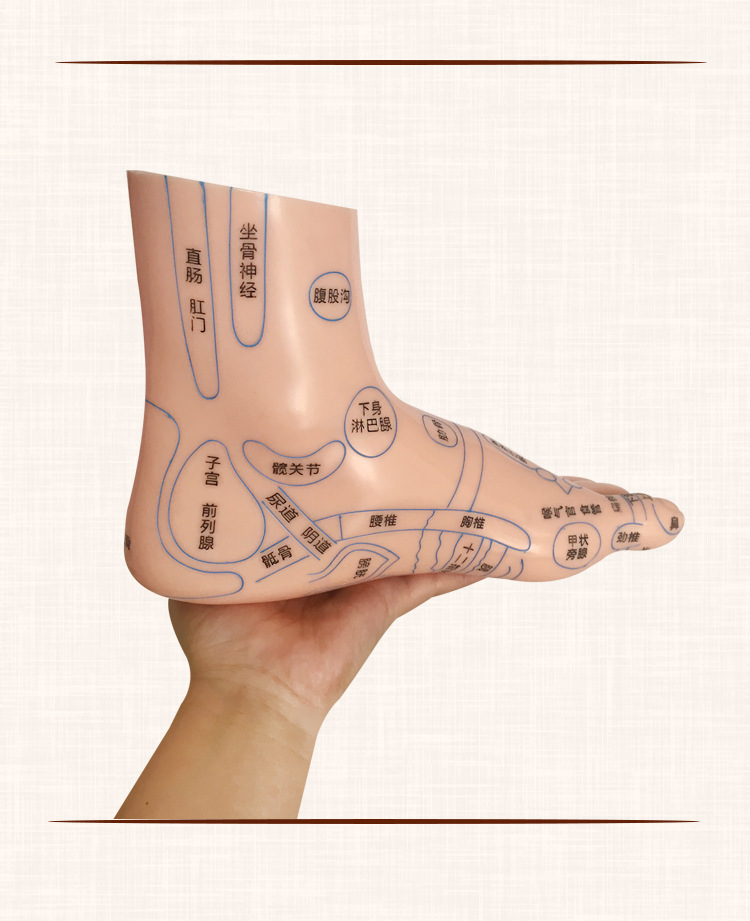 Foot Acupoint Reflexology Model with Clear Markings, Foot Reflex Zone Massager, Acupoint Stick, PVC Foot Model for Home Wellness Routine detail image