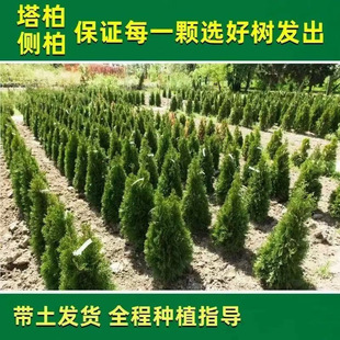 ���ؘ���Ȱؘ������ؘ����ɰ�����A�����ɰ�֥��Gֲ