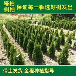塔柏树苗侧柏树苗龙柏树扁柏松柏松苗圆柏塔松柏芝树绿植