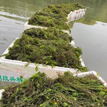 ���ش������l���~�����������ˮ��ֲ���ˮ�|Ʒ�N�Rȫ