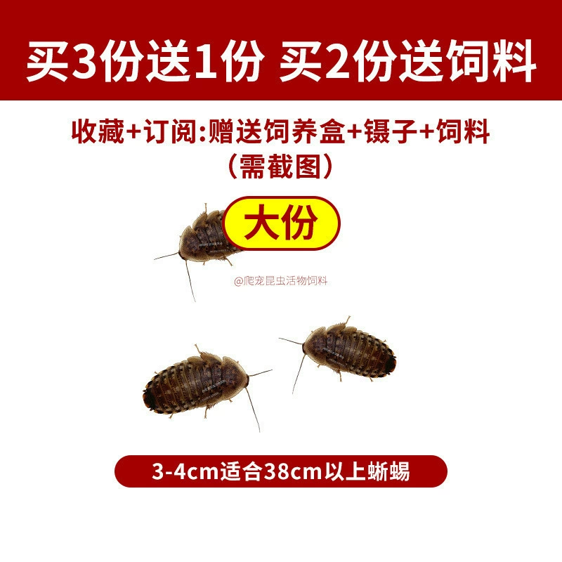 [杜比亚蟑螂昆虫爬宠活饵饲料新成体繁殖组半斤中国]