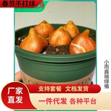 一件代发进口十颗郁金香大种球花卉盆栽四季土水培种子风信子百合