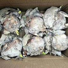 批发便宜正宗漳州水仙花种球多头浓香型花卉客厅室外懒人水养耐寒